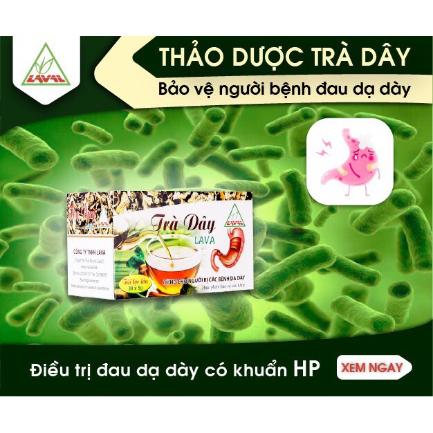 Trà Dây Lava- Hỗ trợ Dạ Dày, HP Dạ Dày