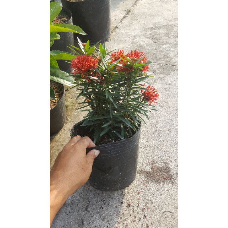 Cây bông trang lá kim