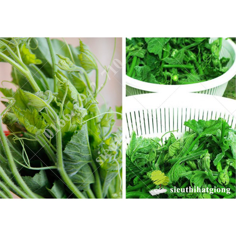 Hạt giống bí siêu ngọn F1 siêu dễ trồng thu hoạch cao [ gói 50gram,100gram,200gram]