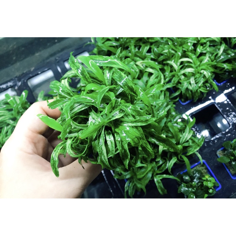 Ráy Lưỡi Hổ Cẩm Thạch Thuỷ Sinh - Cây Thuỷ Sinh Không Cần Co2