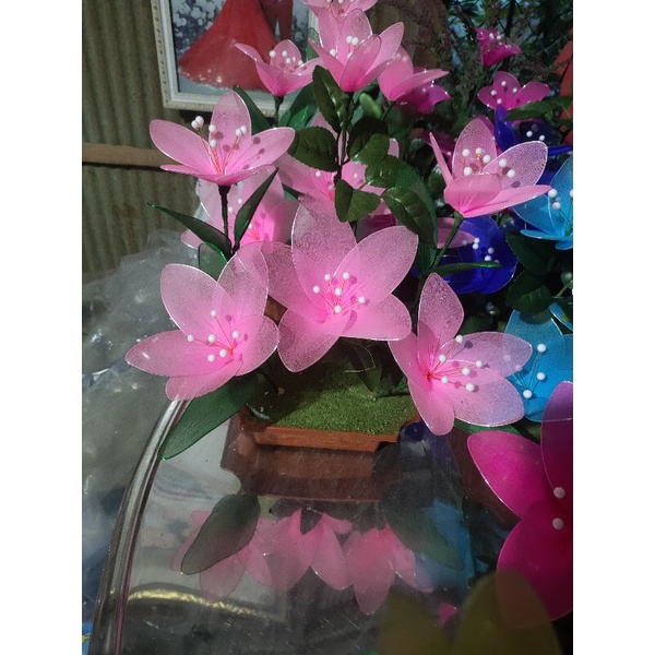 Chậu hoa vải voan thanh lí