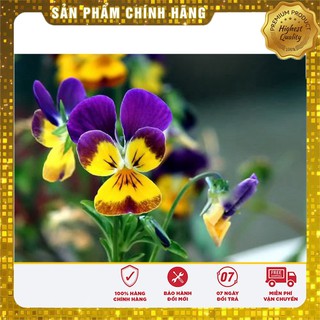 BỘ gói hạt giống PANSY