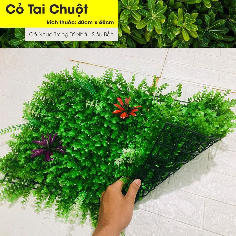 Thảm Cỏ Treo Tường - Cỏ Tai Chuột [BẠCH ĐÀN] Trang Trí Không Gian Nhà Cửa