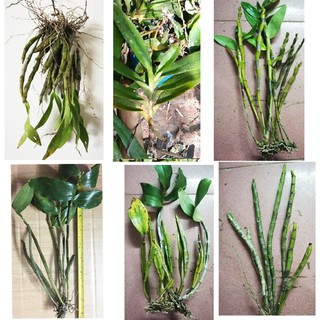 Combo 6 loại hoa phong lan rừng dễ trồng dễ chăm sóc