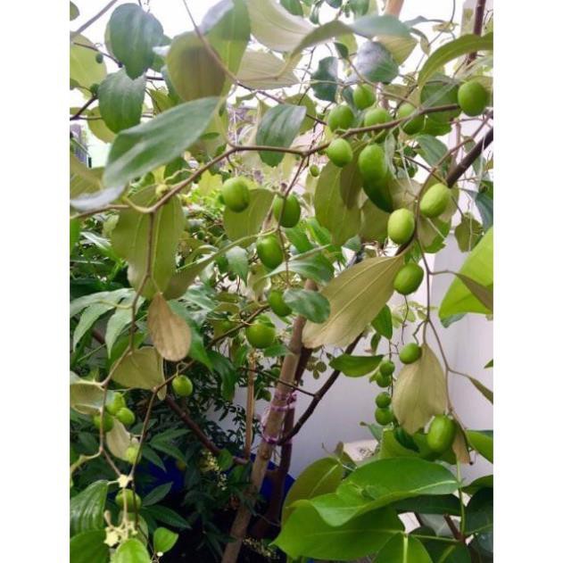 Cây Giống Táo Thái Siêu Trái, Quả To, Giòn và Ngọt + Tặng 02 cây nhót ngọt