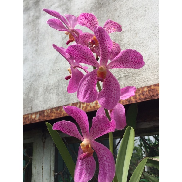 Lan mokara dòng lan dễ chăm hoa đẹp