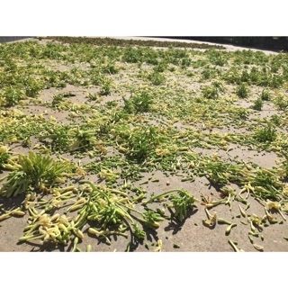 0,5kg hoa đu đủ đực khô