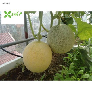 Hạt giống Dưa Lưới Tròn 10 Hạt