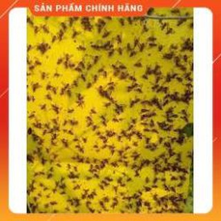 TẬP 10 MIẾNG DÍNH RUỒI VÀNG