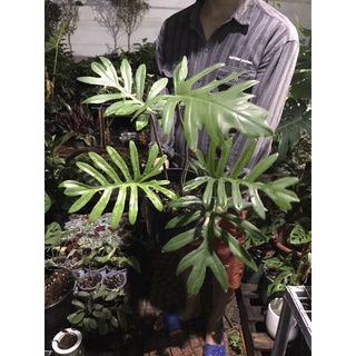 Cây philodendron mayoi