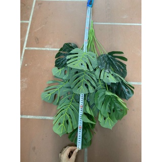 Cây Trầu Bà - Cây Cảnh Trang Trí