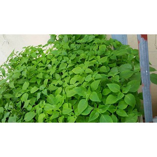 Hạt Giống Rau Kinh Giới