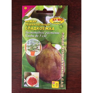 Hạt giống sung mỹ nhập khẩu