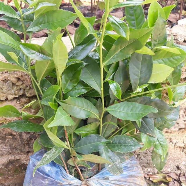 Cây chè xanh tân cương thái nguyên mua 10 tặng 2