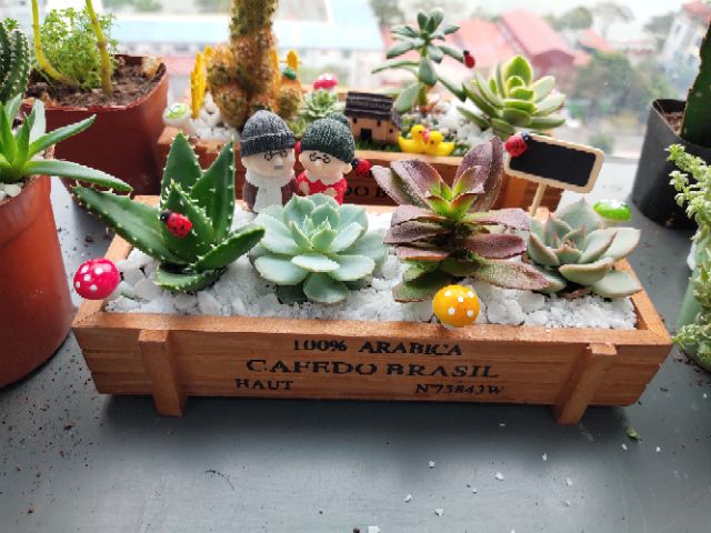 Chậu gỗ trồng cây cảnh Cafedo, chuyên trồng sen đá, xương rồng, thoát nước tốt, phong cách vintage