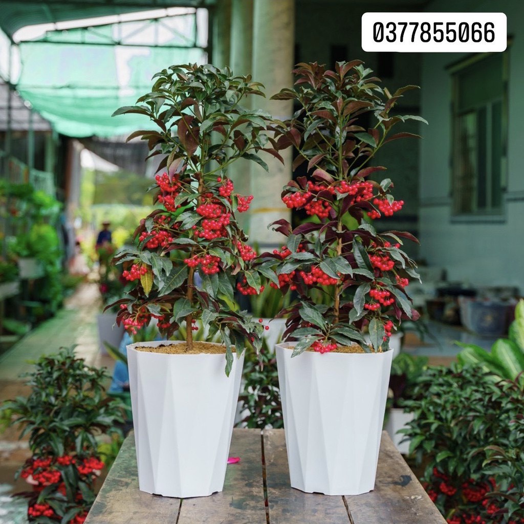 Chậu nhựa trồng cây kim cương 40x30cm loại 1 dày, bóng, đủ size loại 1