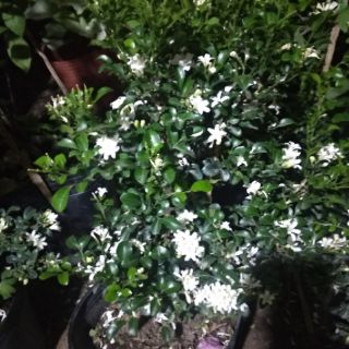 Cây 🌲 Nguyệt quế Thái... thơm siểu