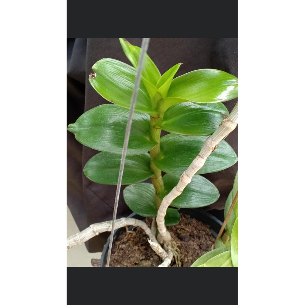 Lan Phi Điệp 🍀FREESHIP🍀, phi Điệp Thân Thủ F30 Siêu To Khổng Lồ