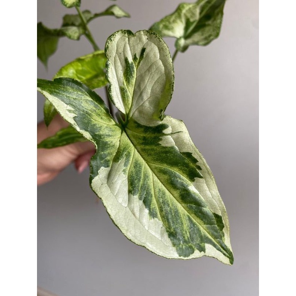 Chậu cứng Syngonium three kings