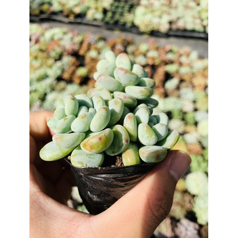 Sen đá sỏi thiên thanh SONDA GARDEN size bé 5-8cm, cây cảnh trang trí nhà cửa, lỗi 1 đổi 1