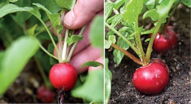 Hạt giống củ cải đỏ, củ cải trắng , gói 100 hạt