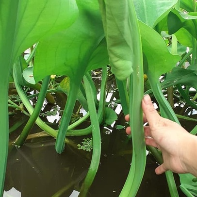 Hạt Giống KÈO NÈO, TAI TƯỢNG, CÙ NÈO - GÓI 0,1 GRAM-