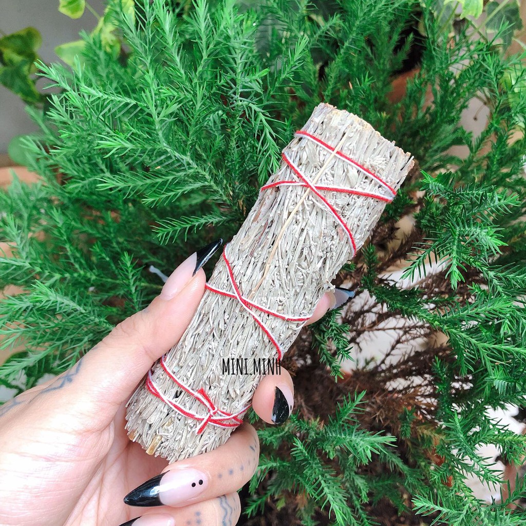 Xô Thơm Xanh (Blue sage) | BigBuy360 - bigbuy360.vn