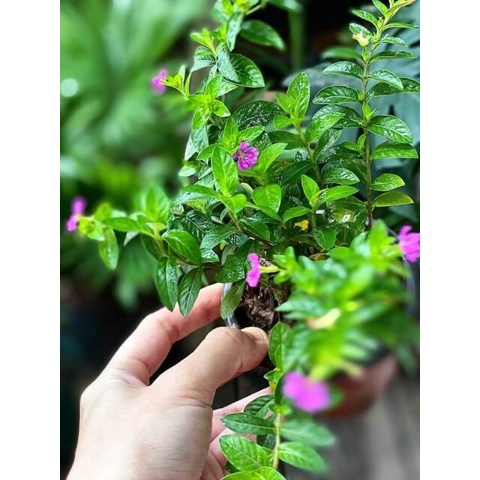 Cây Cuphea hyssopifolia Hawaiian Heather (Thạch Nam Hawaii) chậu nhựa 8cm