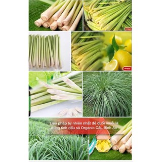 2 LỌ TINH DẦU  TRÀM + SẢ