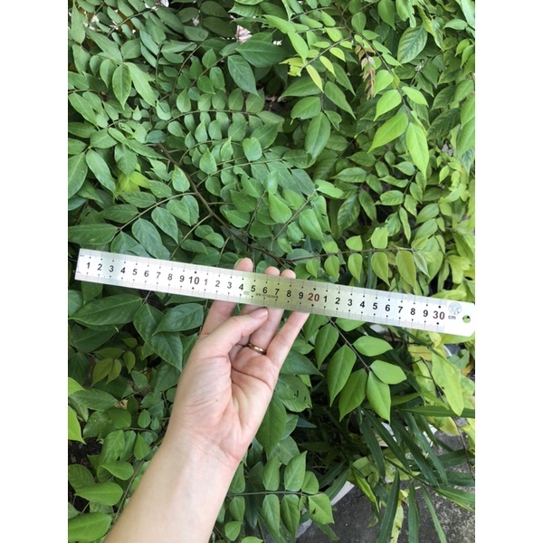 Thước lá thước thẳng 30cm( hàng chuẩn dày)