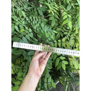 📏Thước lá thước thẳng 30cm( hàng chuẩn dày)