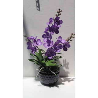 Hoa Lan Vanda đất sét