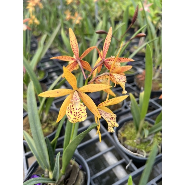 😍😍Cattleya Jairak Canary
