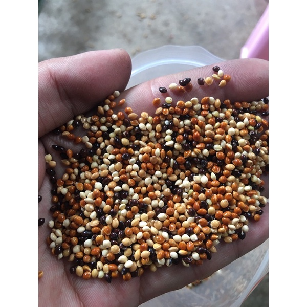 1kg Cỏ thái cho chim cu ăn cực sung, đảm bảo nhiều chất dinh dưỡng