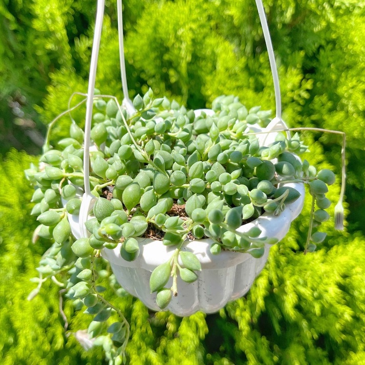 Giọt nước chậu treo nhỏ 9-11cm
