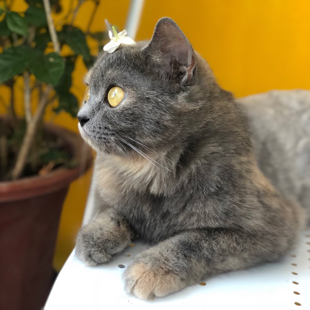 mixupetshop2