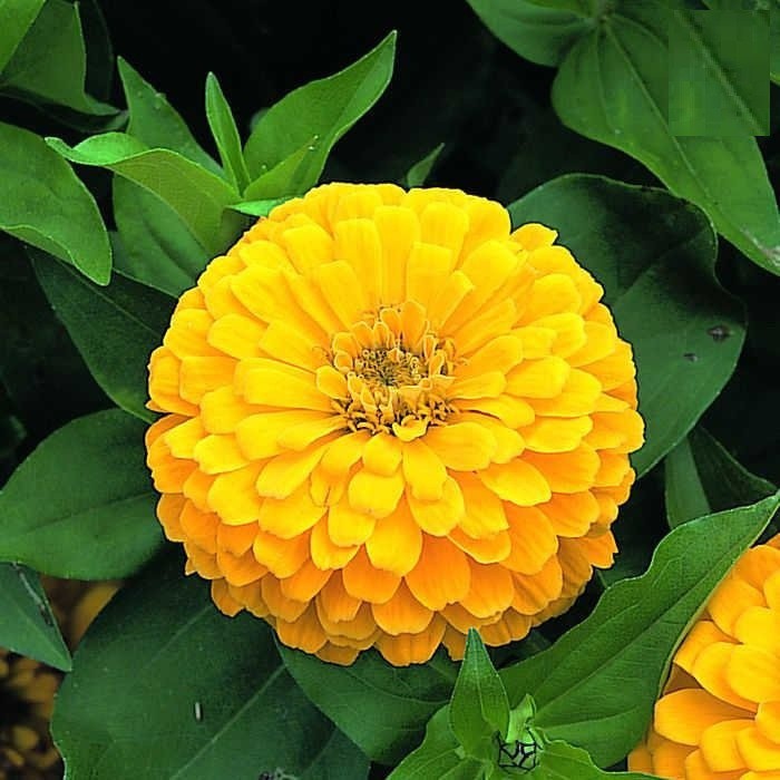 Hạt giống HOA CÚC lá nhám màu Vàng chanh - Gói 1 gram