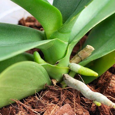 Xơ dừa miếng Tribat - Giá thể trồng Lan TRIBAT 3dm