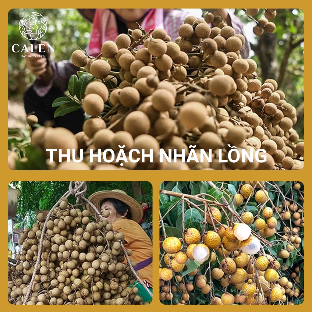 Trà Hoa Nhài- Long Nhãn Sấy Khô Gíup Hồi Phục Cơ Thể Suy Nhược-giảm cằng thẳng