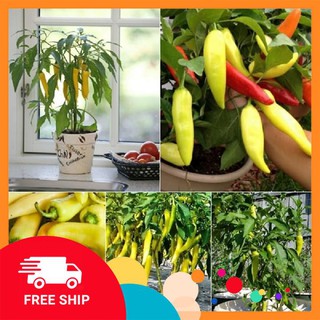 1g hạt giống ớt sừng vàng khuyến mại trong ngay