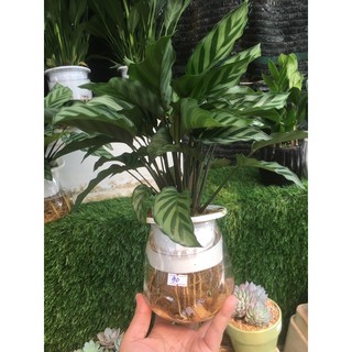 Cây đuôi công, cây để bàn hút tài lộc, phong thủy