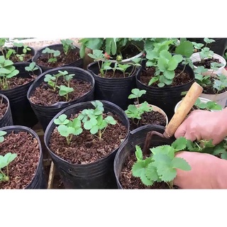 Hạt giống dâu tây đỏ