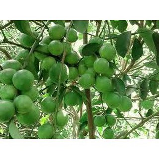Cây giống Chanh không hạt cây giống chuẩn sai quả cho năng suất cao