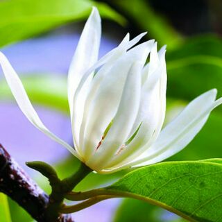 Cây hoa ngọc lan