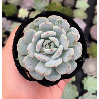 sen đá size nhỏ ngẫu nhiên