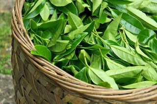 Cây giống CHÈ XANH