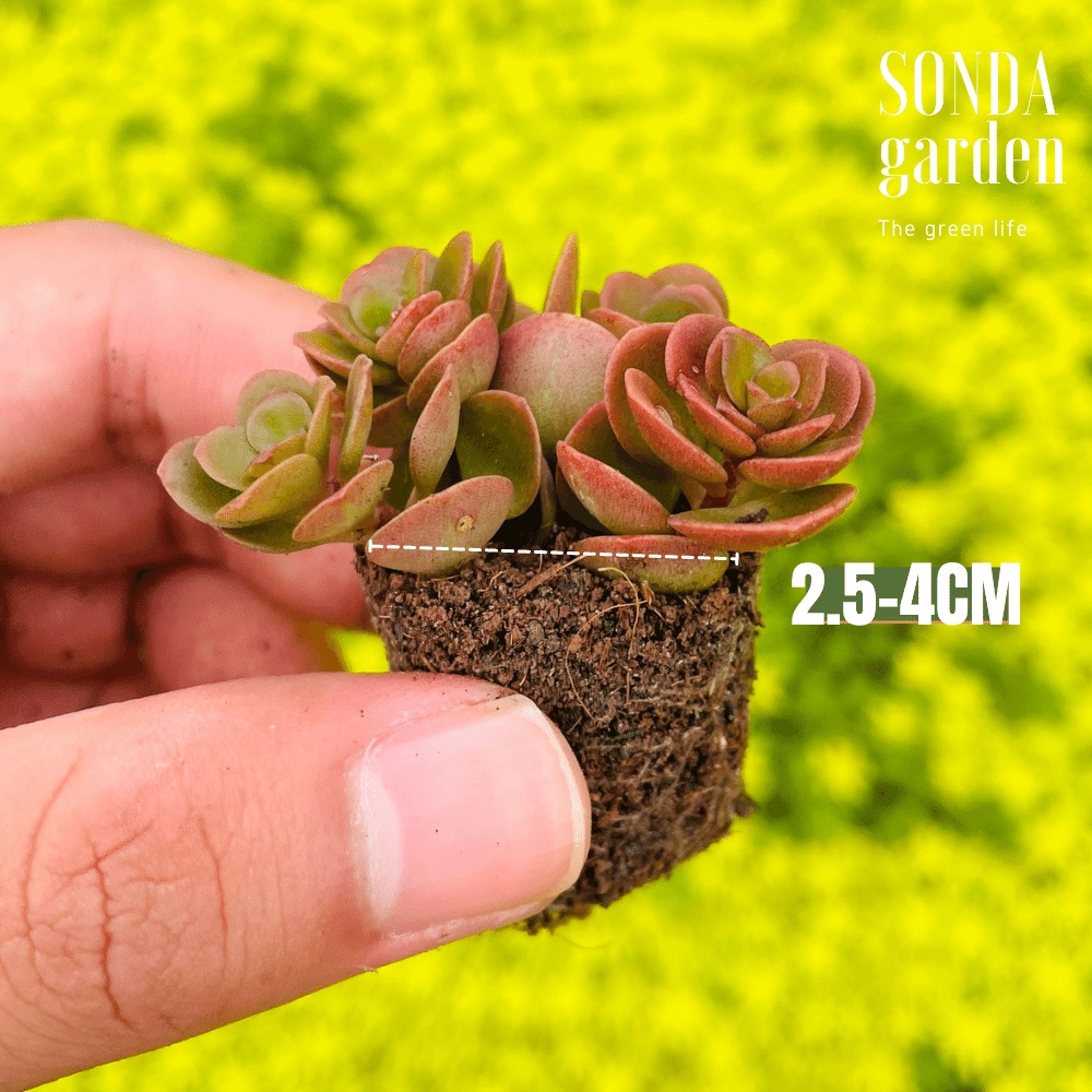 Sen đá vảy cá chép SONDA GARDEN size mini 2,5-4cm, cây cảnh trang trí nhà cửa, lỗi 1 đổi 1