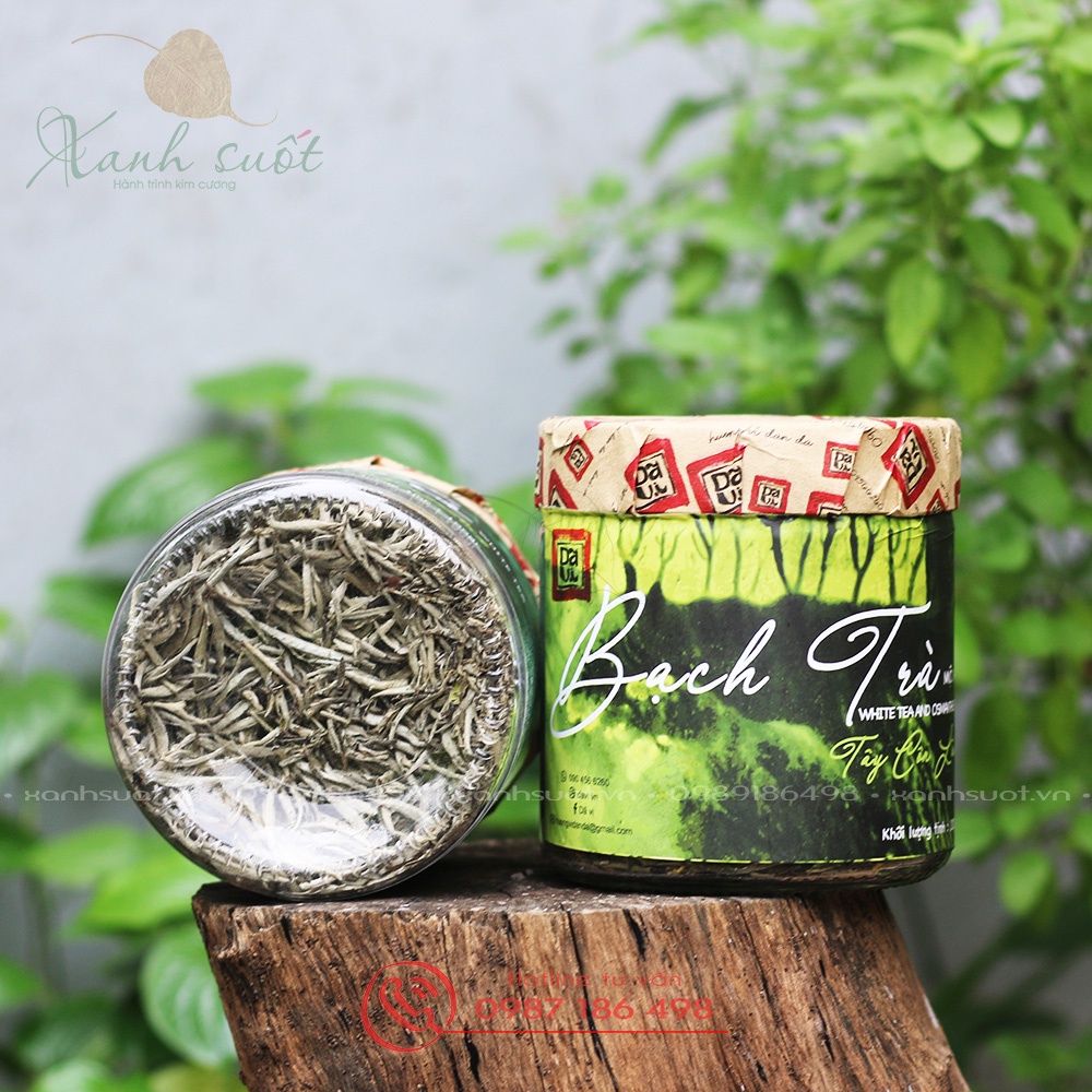 [Dã Vị] Bạch Trà Tây Côn Lĩnh- Trà Cổ, Chát Dịu, Ngọt Hậu và Được Nước- White Tea- Trà Trắng Cổ Thụ Hà Giang [Xanh Suốt]