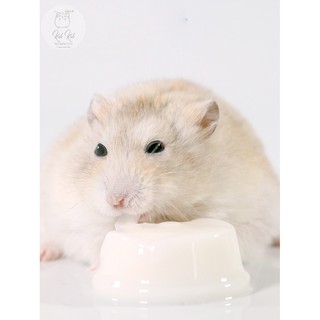 Thạch sữa dê - đồ ăn dặm cho hamster
