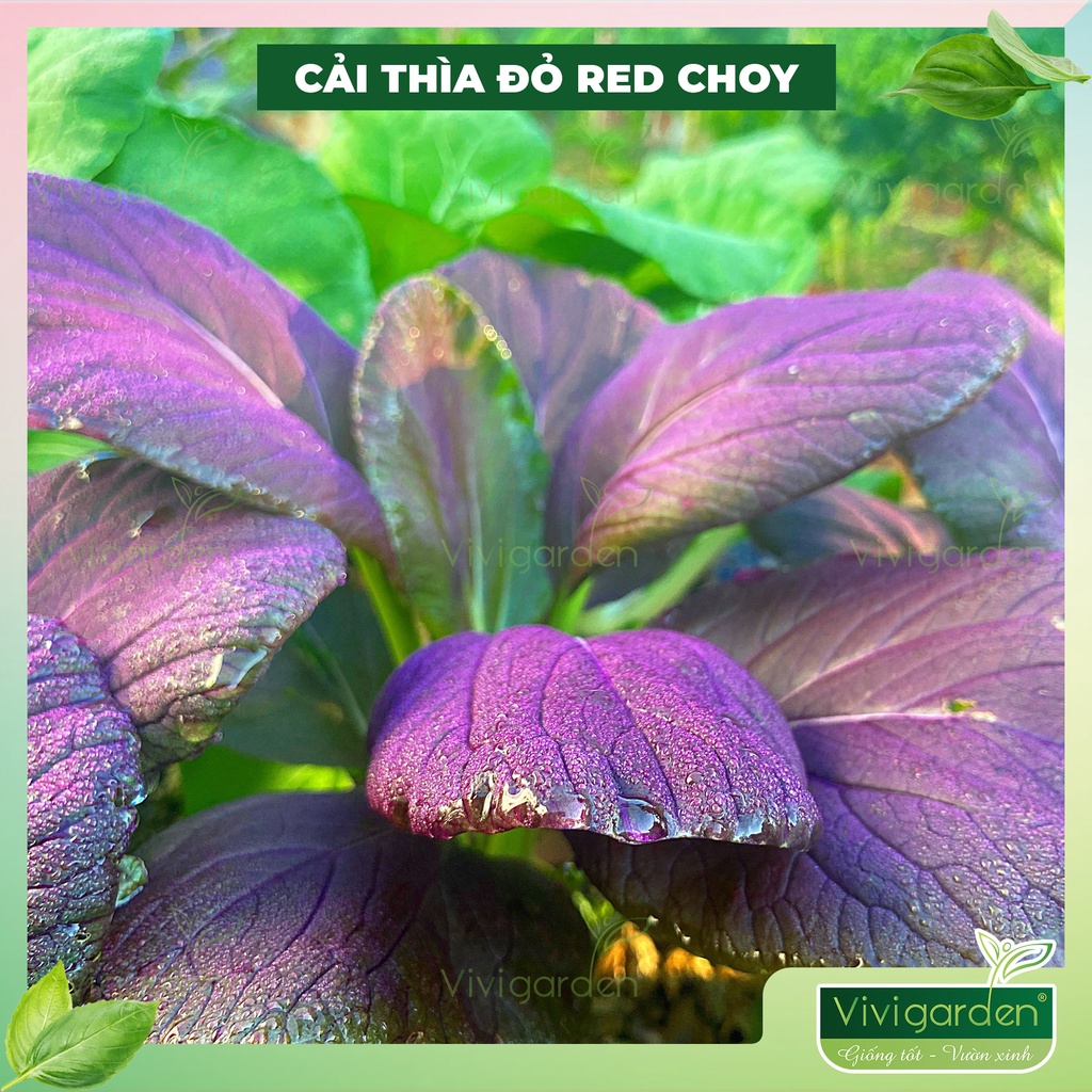 Hạt giống cải thìa tím nhập Mỹ Red Choi chịu nhiệt giòn ngon gói 1gr dễ trồng cây to giàu dinh dưỡng